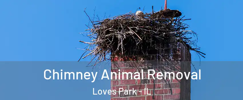 Chimney Animal Removal Loves Park - IL