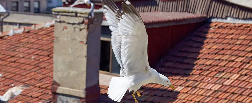 Residential Chimney Animal Removal Solution in Loves Park, IL